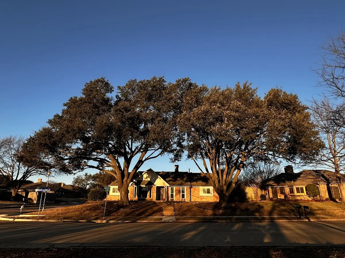 Established residential canopy tree shading a home in Caldwell
